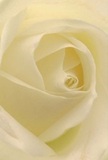 This photograph captures the gentle allure of a cream-white rose, its petals unfurling in a spiral reminiscent of the tranquil pathways winding through Thames Ditton's hidden corners. Drawn into the heart of the bloom, your senses are greeted by a landscape of matte ivory and smooth, silken textures, punctuated by faint shadows that underscore each delicate curve. The composition radiates calm-the kind found in quiet moments along the Thames or when receiving a card on a significant day. The rose's nearly translucent outer petals evoke vulnerability yet arrange themselves with the quiet confidence of well-practiced hands. With every breath you can almost sense a subtle, clean floral aroma-light and reassuring, never overpowering. This rose resonates with reverence, perfect for commemorating important milestones or expressing sincere sympathy. Whether given as a token of admiration or nestled into a thoughtfully designed bouquet by Flower Delivery Thames Ditton, the bloom's serenity and quiet artistry mirror the charm and warmth of its local roots, leaving a lasting impression of understated grace and heartfelt connection.